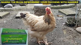 Hammer time for chickens Deworming made easy [upl. by Anialad]