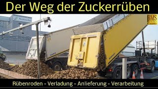 Der Weg der Zuckerrüben vom Feld bis zur Verarbeitung  Zuckerherstellung  Nordzucker Uelzen [upl. by Yhtomiht616]