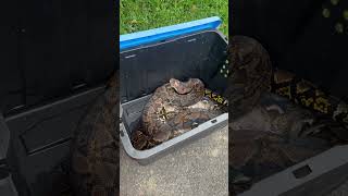 Pitones Reticuladas en Puerto Rico 🇵🇷🐍😍Estan saliendo muchas en el área central de Puerto Rico [upl. by Nylassej]