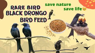 Black Drongo Food  How to Feed Birds  Feeding Black Drongos  Drongo Bird Sound Love Nature Video [upl. by Chicky]