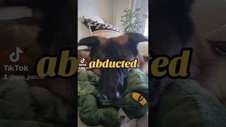 abducted by aliens German Shepherd GSD puppy 👈🥺🐶 newvideo shorts ytshorts viral viralshorts [upl. by Araccat]