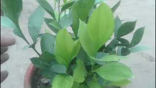 ruscus plant care growing watering tips and tricks all information Urdu Hindi Punjabi [upl. by Deyas378]