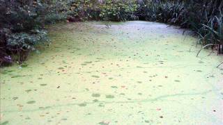 duckweed clearance removal Essex Aquaticswmv [upl. by Urion]