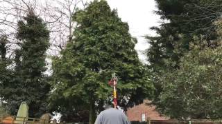 What to do with a Conifer Tree [upl. by Bertha]