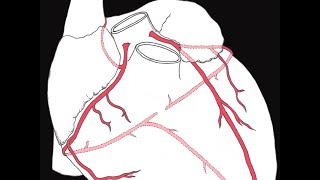 Coronary circulation of the heart [upl. by Hillari629]