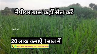 नेपीयर ग्रास बिजनेस कैसे करें  Nepiyar ghas ki kheti [upl. by Anaiad]