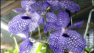 Vanda coerulea blooming and care 💛💙 [upl. by Llehsad]