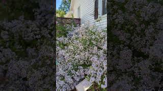 aster season is in full swing garden [upl. by Nerol]