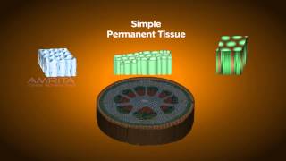 Plant Tissues  Class 9 Tutorial [upl. by Georgeanna]