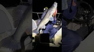 Piękny sandacz fishing zander night fypyoutube [upl. by Rehpitsirhc]