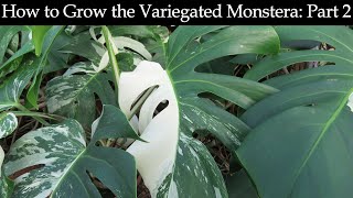 How to Grow the Variegated Monstera Part 2 [upl. by Alemahs517]