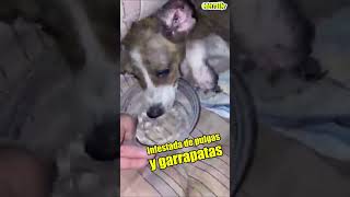 TE TIRARON COMO BASURA y yo te recogí como un tesoro perros dog respetoanimal rescates animales [upl. by Paz]