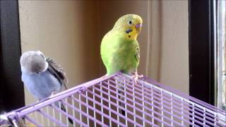 Bud and Blue  Beautiful Budgie Preening [upl. by Akinahs]