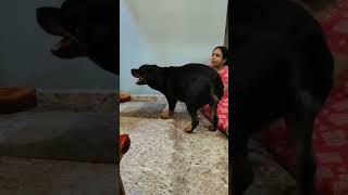 Ith dorayude maathram Amma😀🙀😸pets dora doglover doraandmomshorts youtubeshorts [upl. by Mommy]