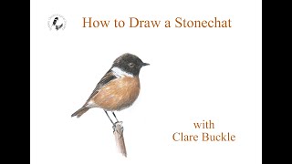 How to Draw a Stonechat [upl. by Zenas465]