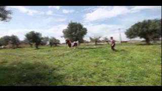 ΑΛΟΓΑ ΓΚΟΣΔΗΣ American Saddlebred Gkosdis Horses  Άλογο [upl. by Atirma]