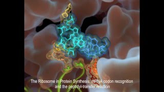 The Ribosome in Protein Synthesis mRNA codon recognition and the peptidyltransfer reaction [upl. by Anelleh525]