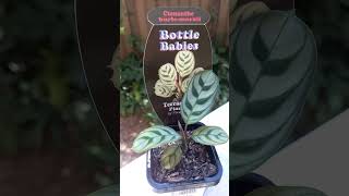 Ctenanthe burlemarxii 🪴 plants vlog TaoMola [upl. by Lertnom]