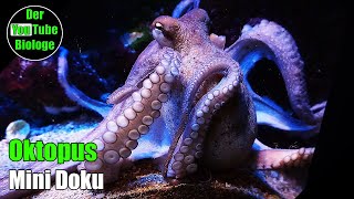 Unglaubliche Fakten über Octopusse [upl. by Ossie861]