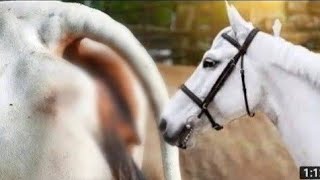 Horse and cow meetin video first time ❣️ [upl. by Cyn]