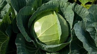 How to grow cabbage very easy [upl. by Islehc]