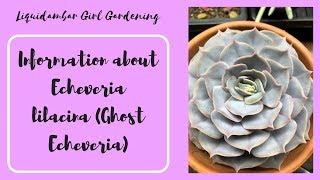 How to Care For Echeveria lilacina  Ghost Echeveria  Succulents [upl. by Juline]