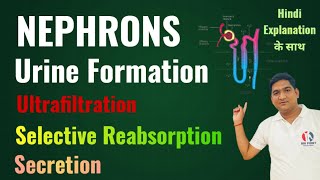 Mechanism of Urine Formation  Structure of Nephron  Life Processes  Excretion  Class 10 Ncert [upl. by Cheke]