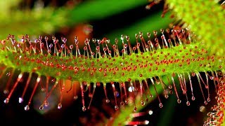 SUNDEW DROSERA CARE CONDITIONS  Carnivorous plants [upl. by Ardnuahs]