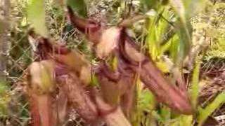 Nepenthes  Carnivorous Plants of Southeast Asia [upl. by Cuda379]