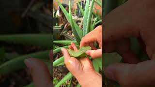 Discover the wonderful uses of aloe vera shorts aloevera [upl. by Novello]