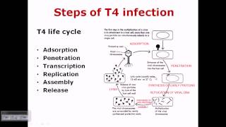 T4 phage life cycle [upl. by Amias243]