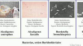 Bacterias orden Burkholderiales faecalis cepacia bronchiseptica Alcaligenes Comamonadaceae Heads [upl. by Kalinda476]