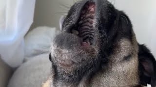 Pug and bulldog screaming compilation [upl. by Cindra896]