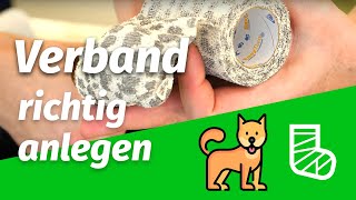 Verband am Hund richtig anlegen ✅ Pfotenverband mit Dr med vet C Koch [upl. by Teerprah]