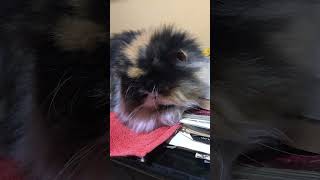 Drusilla gatto persiano tricolore occhi verdi cute animals cutecat persiancat pets cat [upl. by Farver]