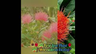 FirstLovePlant MetrosiderosExcelsa Pohutukawa NewZealandChristmasTree BloomingBeauty [upl. by Eirrok92]