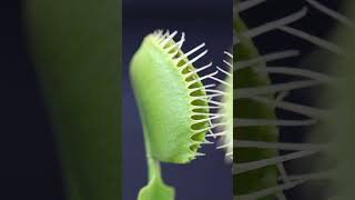 Venus Flytrap Devours A Wasp Yellowjacket [upl. by Idnym821]