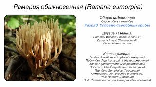 Рамария обыкновенная Ramaria eumorpha [upl. by Manson]