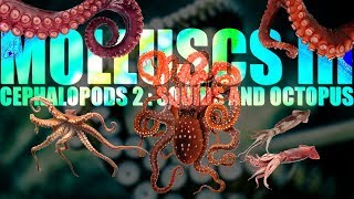 Molluscs III  Cephalopods part 2 🦑 Squids and Octopus 🐙 [upl. by Innep]