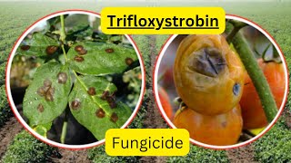 Trifloxystrobin Fungicide Chemistry Best Uses and Disease Control Recommendations [upl. by Tortosa]