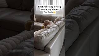 Cockapoo Watches Her Favourite Toy on TV in The Cutest Way [upl. by Magdalena]