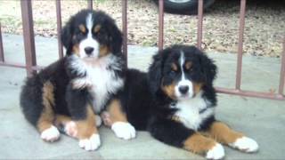 BOVARO DEL BERNESE CUCCIOLI [upl. by Cora429]