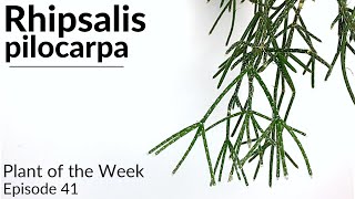 How To Care For Rhipsalis pilocarpa  Plant Of The Week Ep 41 [upl. by Adnamra]