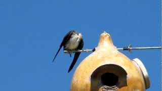 the Tranquil sound of Purple Martins  Ellis Bird Farm [upl. by Ahsikram]