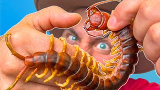 BITTEN by a Giant Asian Centipede [upl. by Brier]