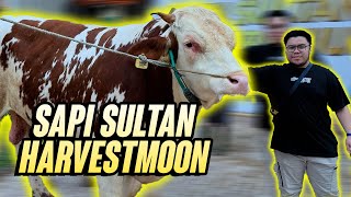 Hunting SAPI KURBAN 1Ton Tapi Yang Satu Pake Kacamata  PROS VLOG [upl. by Ainezey180]