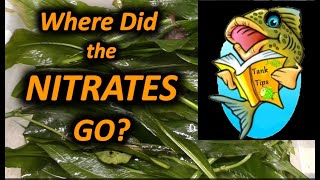 TANK TIP Where Did The Nitrates Go [upl. by Eseerahs770]