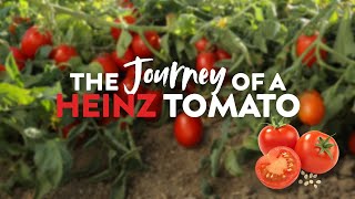 The Journey of The Heinz Tomato From Seed to Sauce [upl. by Tennies]