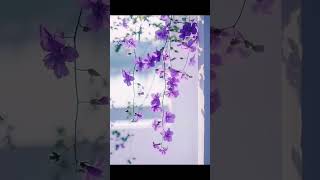 Lavender Color Theme Rainy morning🪻🪻🪻🪻🪻🪻🪻 lavender colourful lovesong rainyday anjalianjali [upl. by Rezeile814]