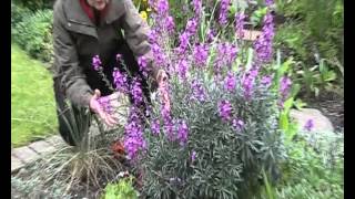 Erysimum quotBowles Mauvequot [upl. by Kurt]